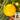 Yellow Pearl Zucchini Seeds