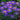 Alpine Aster Mix Seeds, 500 Seeds