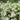 White Sweet Alyssum Seeds (Lobularia maritima), Pack of 1000