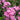 Pink Alpine forget-me-not Seeds, 200 Seeds