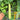 Yangchun White Melon Seeds, 50 Seeds