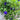 Butterfly pea Seeds, 50 Seeds