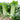 Tianjin Qingmaye Chinese Cabbage Seeds, 5 × 5g Bags