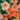 Peach Blossom' Nasturtium Seeds, 50 Seeds