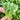 Round-Leaved Baby Bok Choy Seeds