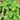 Giant Leaf Basil Seeds, 200 Seeds