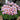 Oxalis obtusa Series Bulb - 'Purpurea Ulifoura', 6 Bulbs