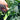 Green Sprouting Broccoli No.2 Hybrid Seeds, 30 Seeds