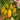 'Avalon Variegated F6' Pepper Seeds, 5 Seeds