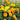 African Marigold (Tagetes erecta) Seeds, 500 Seeds