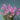 Oxalis obtusa Series Bulb - 'Sky Blue', 6 Bulbs
