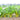 Jiayuan Golden Chard Seeds, 10g