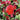 Super Bingo Series Red Pansy Seeds, 100 Seeds