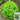 Xishuai Lollo Bionda Lettuce Seeds, 2g