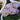Oxalis obtusa Series Bulb - 'Rounded Venus', 3 Bulbs