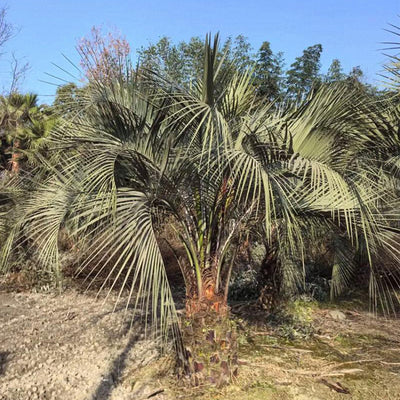 Palm