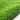 Short-stemmed Moss Seeds, 500 Seeds