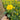 Super Bingo Series Yellow Pansy Seeds, 100 Seeds