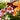 Painted Tongue Seeds, 250 Seeds