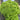Xishuai Lollo Bionda Lettuce Seeds, 2g