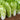 Fast Growing Pak Choi Seeds, 10g