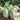 Hami Melon Seeds, 25 Seeds