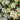 Oxalis massonorum Series Bulb, 6 Bulbs