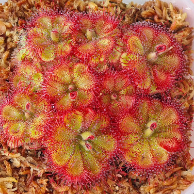 Carnivorous Plant Seeds