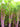 Pink Celery