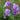 Chinese violet cress (Orychophragmus violaceus) Seeds, 200 Seeds