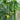 Short Club Flesh Luffa Seeds, 5 × 5g Bags