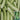 Ketian Brand White-Veined White Melon Seeds, 10g