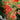 Chinese Trumpet Vine Seeds, 100 Seeds