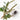 Spiny Amaranth Seeds, 100 Seeds