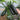 'Black Empress' Zucchini Seeds, 10 Seeds