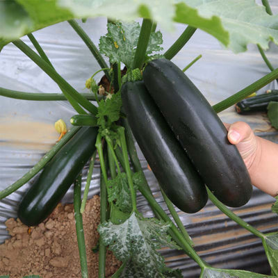 Zucchini