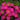 Oxalis obtusa Series Bulb - 'Ruby', 10 Bulbs