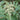 Chinese Sumac Seeds,100 Seeds