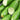 'Flavor Supreme' Fruit Cucumber Seeds, 30 Seeds