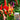 Colorful Chaotian Pepper Seeds, 100 Seeds