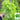 'Dasusheng' Lettuce Seeds, 10g