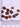 Swainsona formosa, Pack of 10