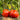CORAZON Fleshy Tomato Seeds, 10 Seeds