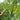 Ruila Spicy Goat's Horn Pepper Seeds, 50 Seeds