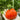 CORAZON Fleshy Tomato Seeds, 10 Seeds