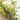 Mongolian Thyme Seeds, 250 Seeds