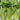 '168' Fast-Grow Bok Choy Seeds, 10g