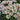 Oxalis obtusa Series Bulb - 'Apollos', 2 Bulbs