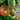 Yashu No.11 Tomato Seeds, 100 Seeds