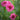 Purple-red Pincushion Flower Seeds, 200 Seeds